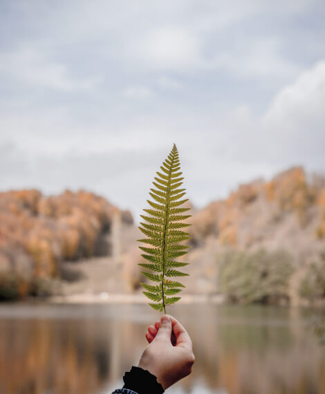 Home leaf